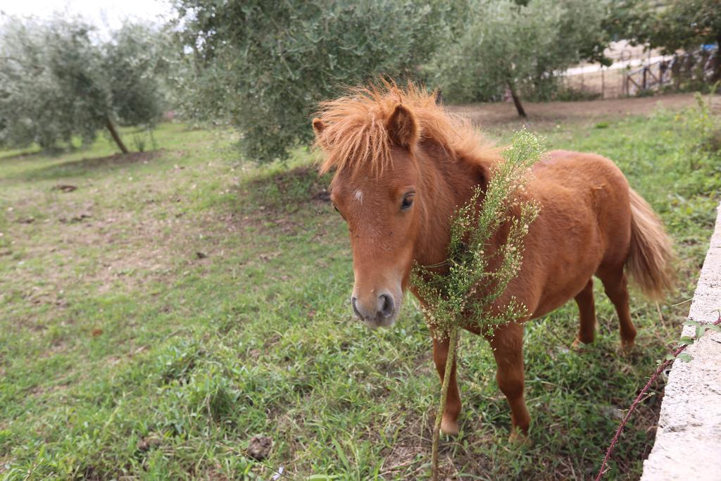 Agriturismo Ciociaro " Il Colle " Hotel Ristorante เชปราโน ภายนอก รูปภาพ